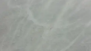 Michaelangelo